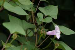 Ipomoea batatas
